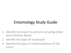 Entomology Study Guide
