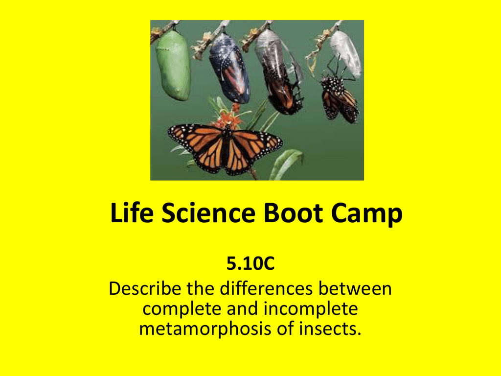 List Of Animals That Has Incomplete Metamorphosis Are