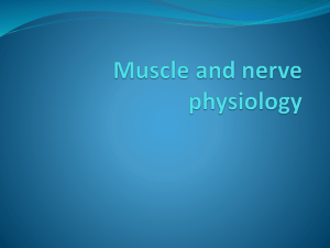 Muscle and nerve physiology