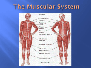Chapter 7 - The Muscular System