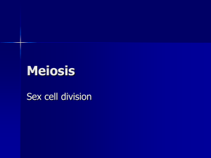 The phases of meiosis II