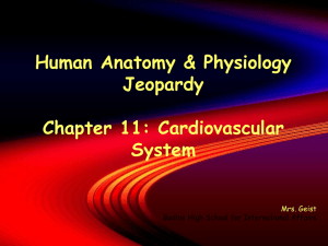 ch11_cardiovascular_system_Jeopardy
