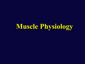 Muscle Physiology