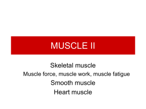 Muscle II.