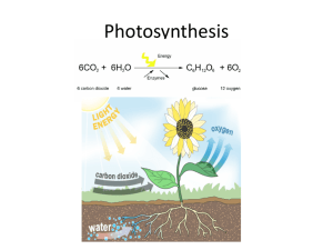 Photosynthesis Worksheet Power Point