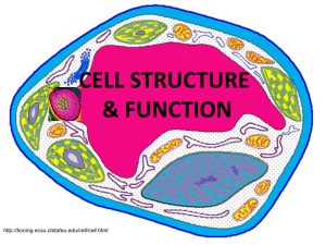 cell structure & function
