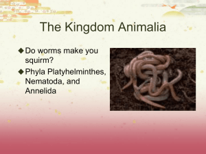 The Kingdom Animalia - Valhalla High School