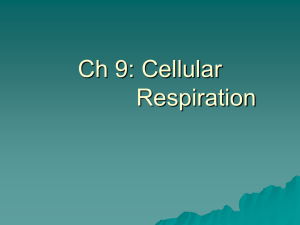 Ch 9: Respiration