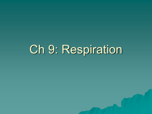 Ch 9: Respiration