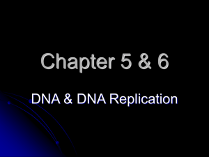 DNA & DNA Replication