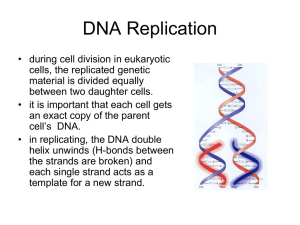 DNAreplication2011 (2)