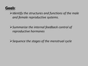 Human male and female reproduction