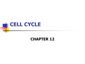 Notes Cell Cycle and Meiosis