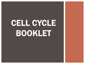 Cell Cycle Booklet