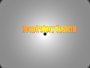 Chapter 22 Respiratory System1.2