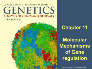 first of Chapter 11: Gene Regulation