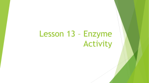 Lesson 13 – Enzyme Activity