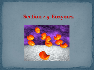 Section 2.5 Enzymes Power point