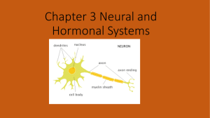 Chapter 3 Neural and Hormonal Systems
