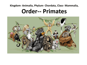 the order primates includes humans, apes, monkeys, and