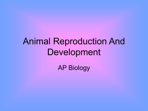 Animal Reproduction And Development