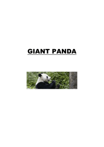 Research Pack – Giant Panda
