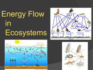 Biology 16.2 Energy Flow in Ecosystems