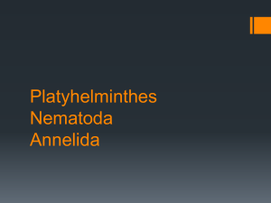 Platyhelminthes Nematoda Annelida
