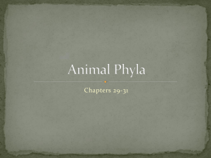 Animal Phyla - ShoultzScience