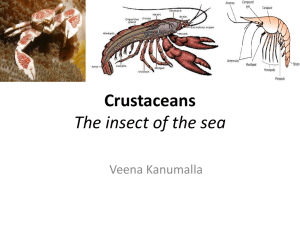 Crustacean - LovelornPhyla2011