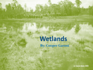 Wetlands - Coopdog