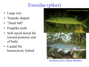Families Esocidae to Percopsidae
