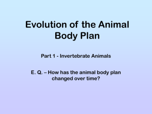 Evolution of Animal Body Plan