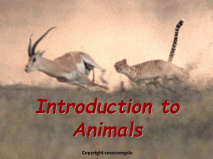 Introduction to animals