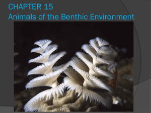 Another-Benthic-Animals-Slideshow