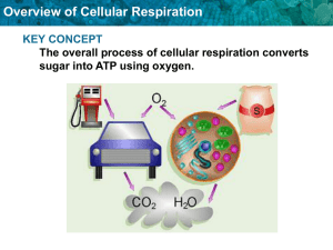 Overview of Cellular Respiration Electron Transport Chain