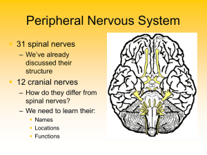 Nerve 4 ppt - Educypedia