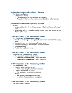 23-1 Components of the Respiratory System