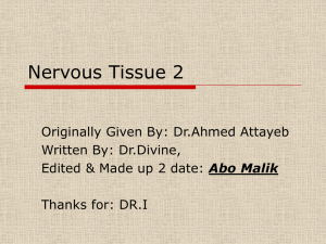 8.Nervous Tissue2