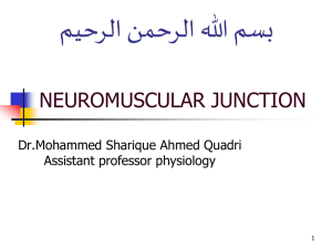 neuro muscular junction