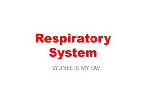 Respiratory System Power Point
