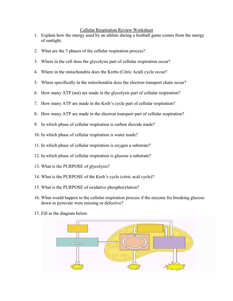 Cellular Respiration Review Worksheet Explain how the energy Pertaining To Cellular Respiration Review Worksheet