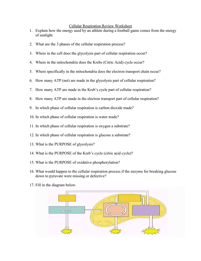 Cellular Respiration Review Worksheet Explain how the energy For Cellular Respiration Review Worksheet