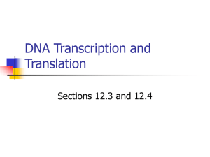 DNA Transcription and Translation