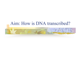 Aim: How is DNA transcribed?