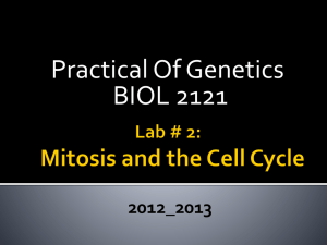 Lab # 2: Mitosis and the Cell Cycle