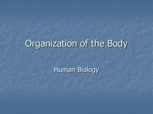 Human Body Organization PPT