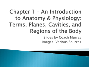 Ch 1 - An Introduction to Anatomy and Physiology