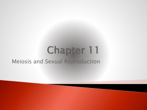 Chapter 11 PowerPoint: Meiosis