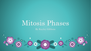 Mitosis Phases Kayley Gibbons
